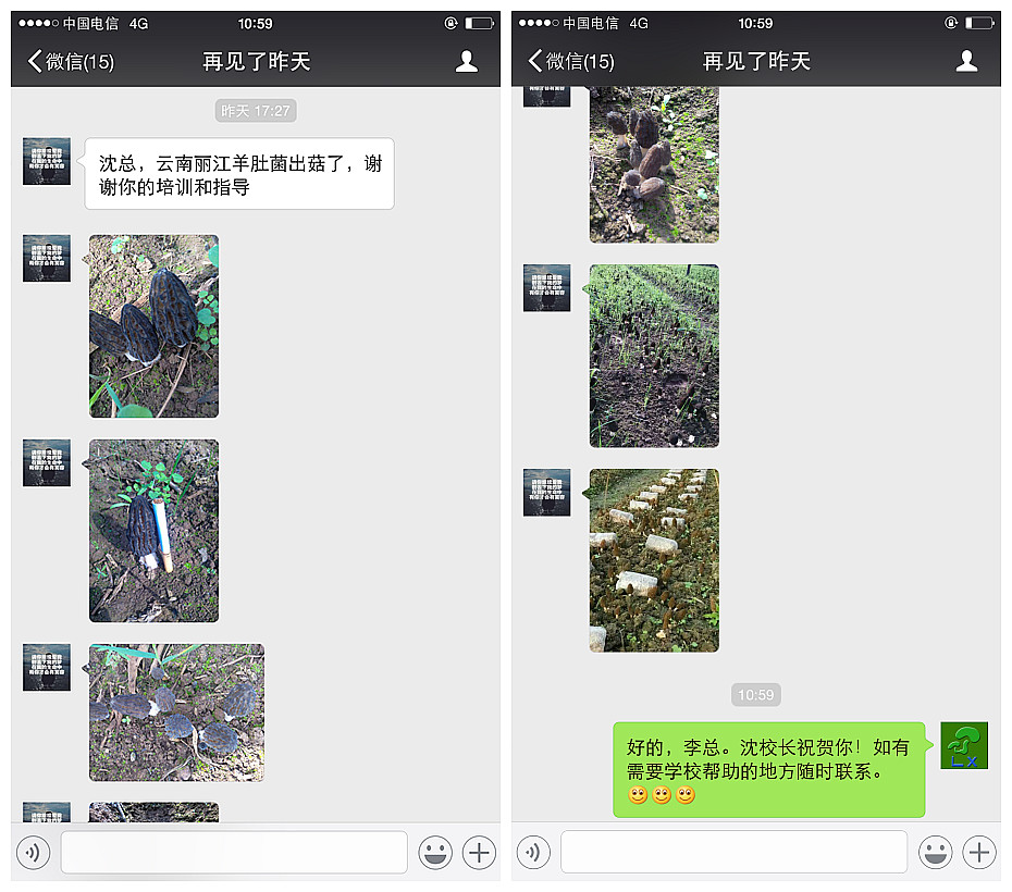 云南丽江学员成功种植羊肚菌