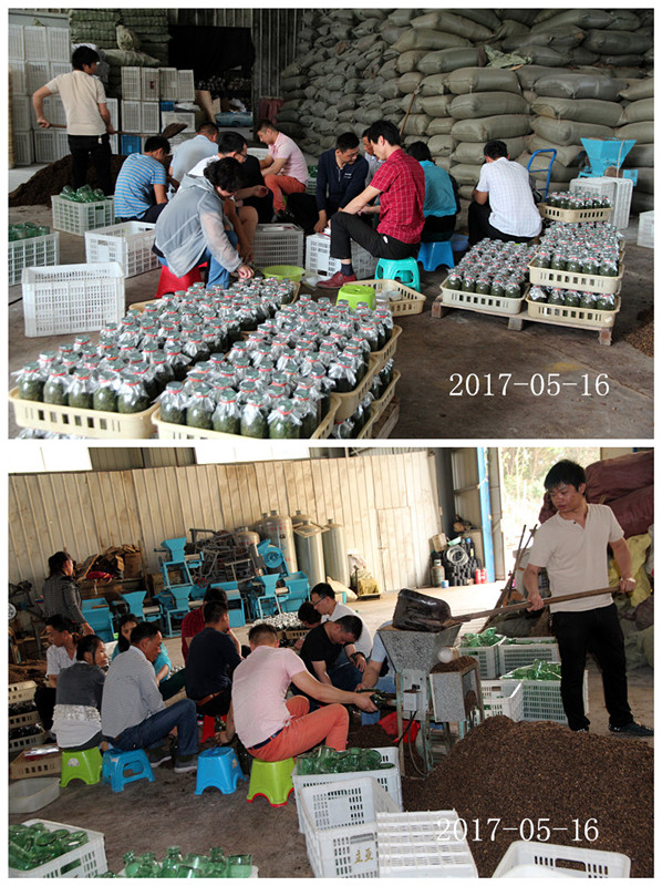 合肥市庐阳区食用菌协会学员实习食用菌菌种制作技术