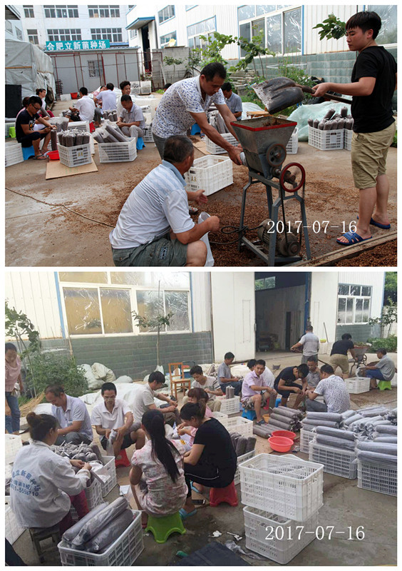 合肥市庐阳区食用菌协会学员实习香菇、木耳、猴头、灰树花、银耳、灵芝等生产制袋
