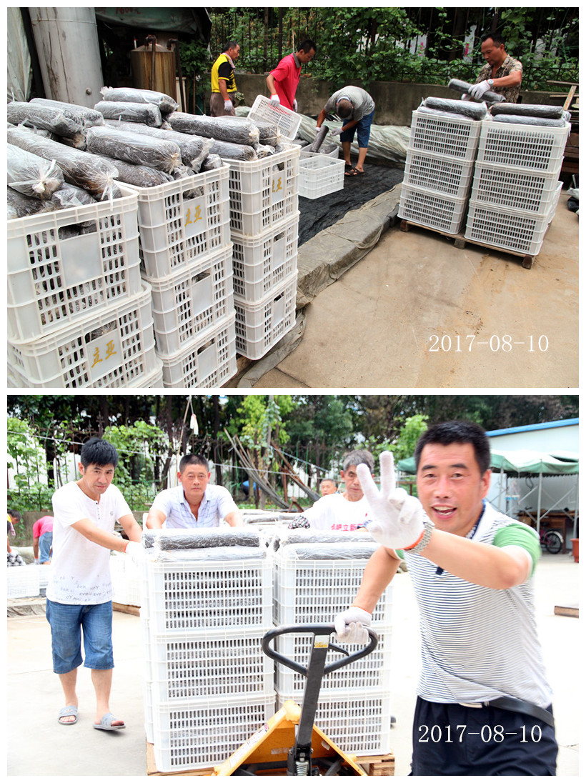 合肥市庐阳区食用菌协会学员实习香菇、木耳、猴头、灰树花、银耳、灵芝等灭菌