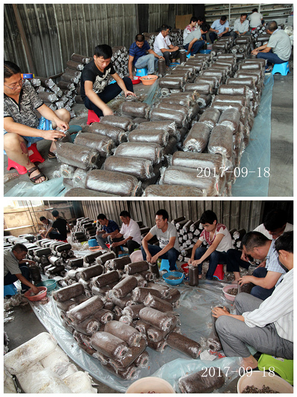 合肥市庐阳区食用菌协会学员在合肥立新菌种场培训基地实习食用菌生产接种