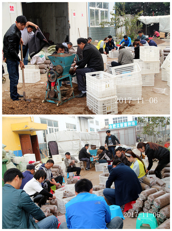合肥市庐阳区食用菌协会学员实习秀珍菇、平菇、姬菇等生产制袋