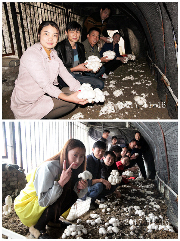 合肥立新菌种场培训学校学员在双孢蘑菇种植培训基地