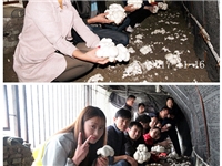 合肥市庐阳区菌种场培训学校学员在双孢蘑菇种植培训基地