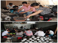 合肥立新食用菌培训学校学员实习食用菌生产接种