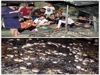 合肥立新菌种场培训学校学员在草菇种植培训基地